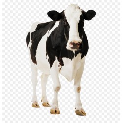 Vache(Abbatue "150kg")