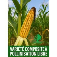 VARIETE COMPOSITE A POLLINISATION LIBRE